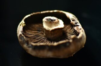 Photo Mushroom risotto