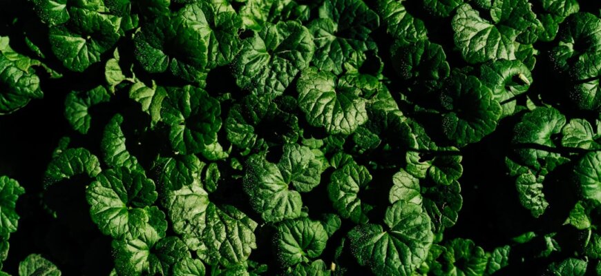 Photo keto diet beginner